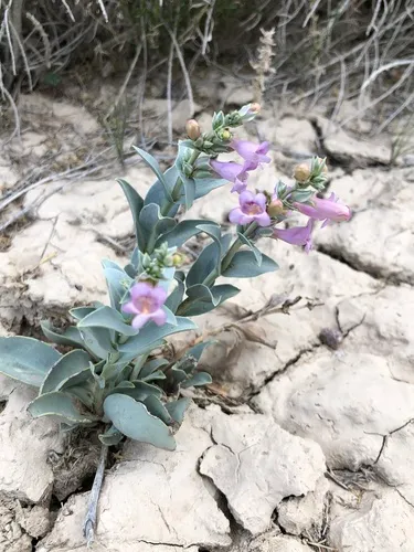 Steptoe Valley Beardtongue — photo by Robert Johnson