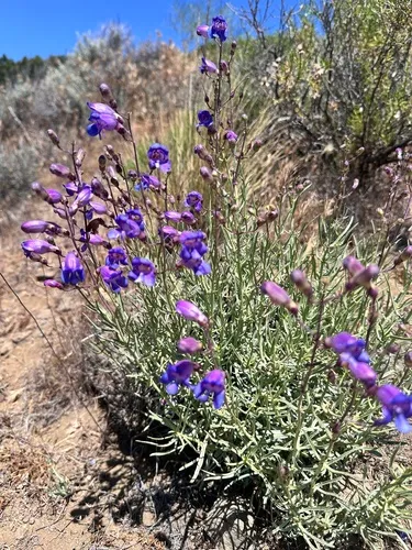 Mojave Beardtongue — photo by Leah Gardner