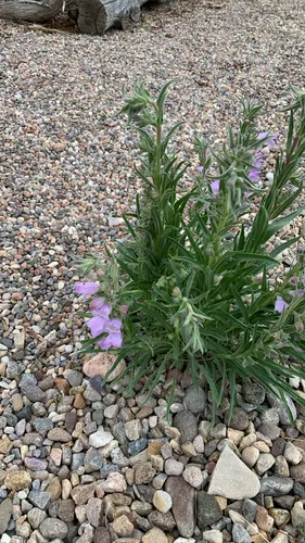 James' Beardtongue — photo by Mair Jones