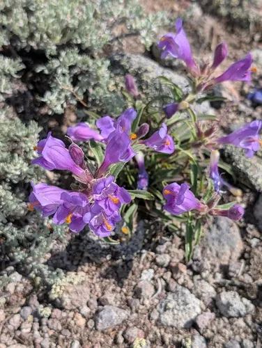 Antelope Valley Beardtongue