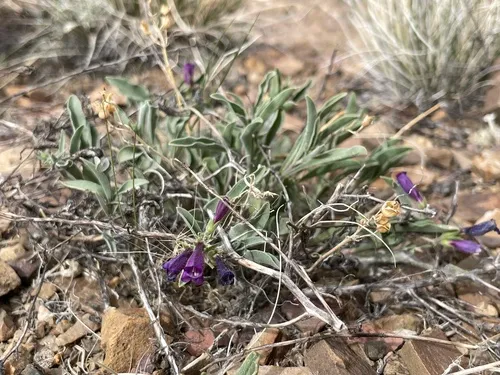 King's Beardtongue — photo by Patrick Silbey