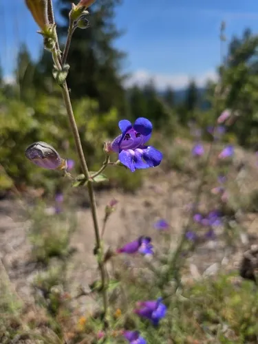 Mountain Blue Penstemon — photo by chubbs