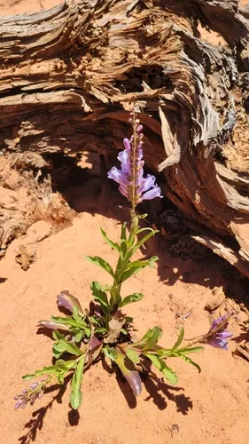 Southwestern Beardtongue — photo by Amanda Barth