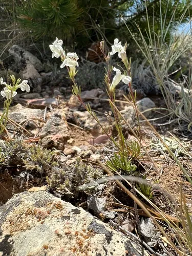 Larchleaf Beardtongue (subsp. exilifolius) — photo by Julia Roze