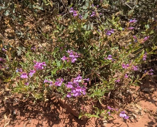 Leonard's Beardtongue — photo by Sarah