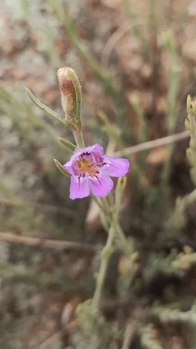 Toadflax Penstemon — photo by Emily