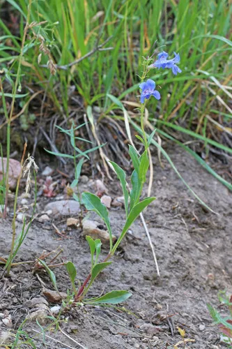 Longflower Penstemon — photo by Andrey Zharkikh