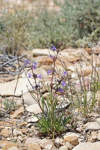 Marcus' Beardtongue — photo by Andrey Zharkikh