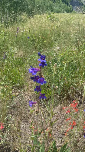 Tiger Beardtongue — photo by jflybird