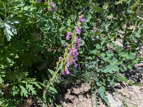 Metcalfe's Beardtongue — photo by Radha Veach
