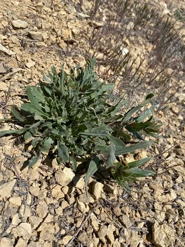Malheur Penstemon — photo by Matt Berger