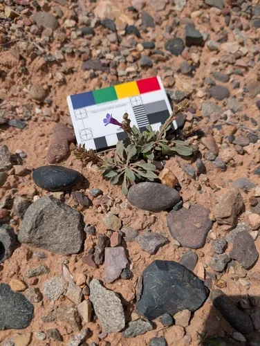 Moffatt's Beardtongue (subsp. paysonii) — photo by Mele Stemmermann Avery