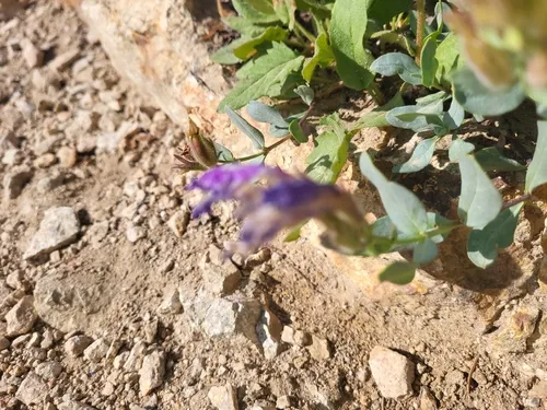 Cordroot Beardtongue — photo by Beth Corbin