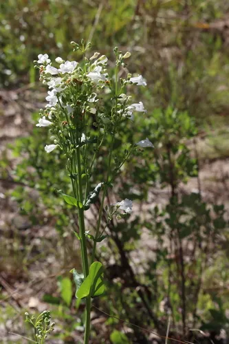 Manyflower Beardtongue — photo by LW Ridge