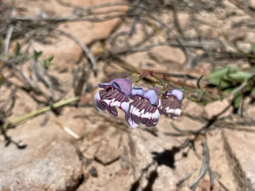 Navajo Mountain Beardtongue — photo by Robbie Hannawacker