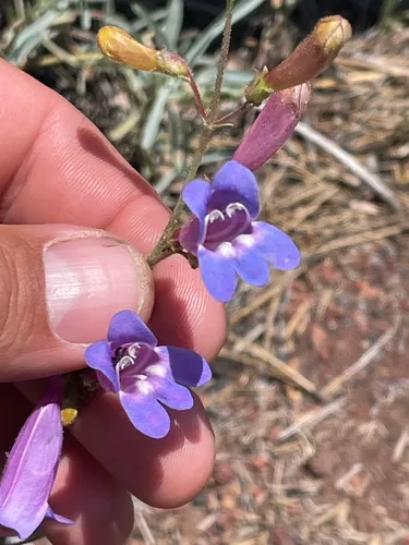 Plumas County Beardtongue — photo by jrmorris