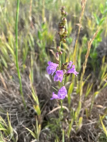 Flagstaff Beardtongue — photo by hummingbirdturtle
