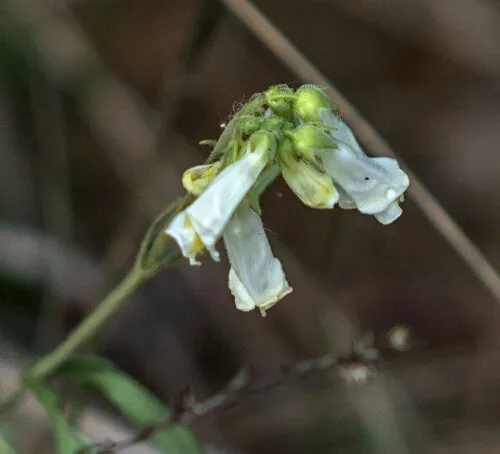 Oklahoma Beardtongue — photo by iodiyus