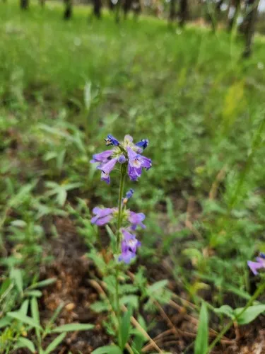 Apache Beardtongue