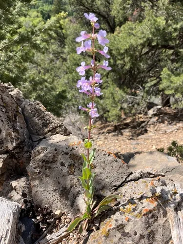 Osterhout's Beardtongue — photo by rose624