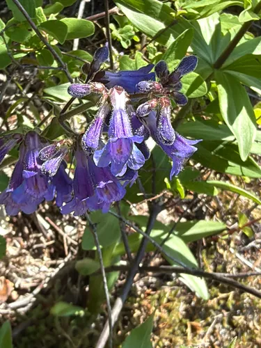 Eggleaf Beardtongue — photo by Aaron Liston