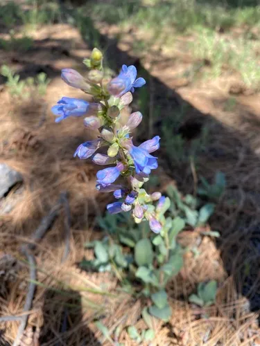 Thickleaf Beardtongue — photo by oldjosh