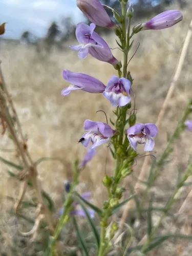 Paiute Beardtongue — photo by Patrick Silbey