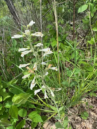 Pale Beardtongue — photo by J Gibbons