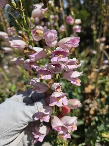 Palmer's Penstemon — photo by Emily Pollom