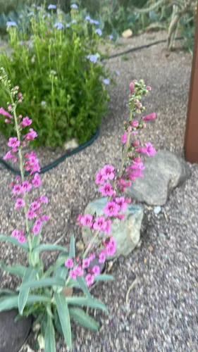 Parry's Beardtongue — photo by Mothington