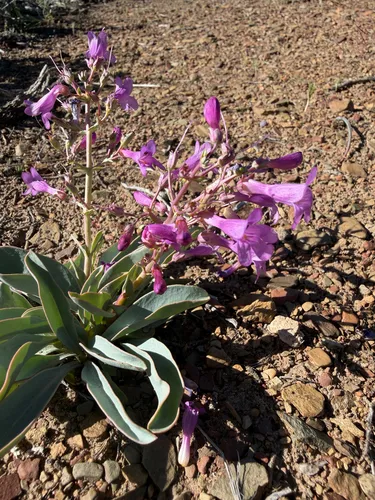 Lone Pine Beardtongue — photo by John Sterling