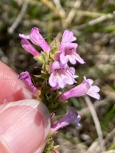 Peck's Beardtongue — photo by Michele