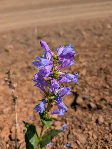 Blue Mountain Beardtongue — photo by Aidan Hersh
