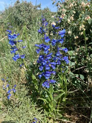 Minidoka Beardtongue — photo by dgnv