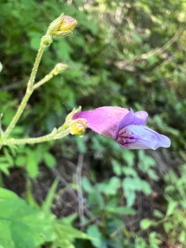 Closethroat Beardtongue — photo by Alison Kim