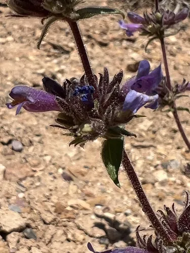 Pine Valley Penstemon — photo by Matt Ogburn