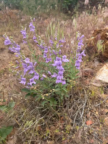 Broadleaf Beardtongue — photo by Marissa Bruno
