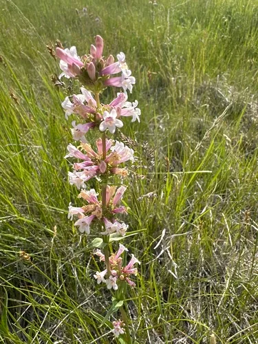 Western Whiteflower Beardtongue — photo by grassgirl