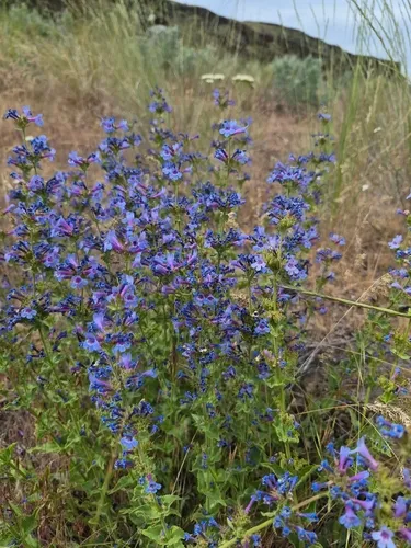 Chelan Beardtongue — photo by Sarah L Larson
