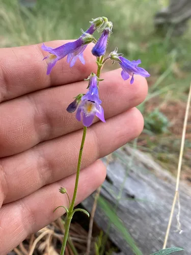 Mt. Washington Beardtongue — photo by soldean