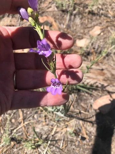 Kaibab Plateau Beardtongue — photo by steve_boyd
