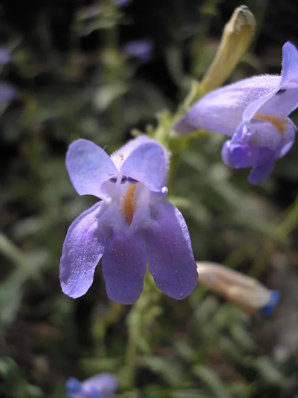 Kawich Range Beardtongue