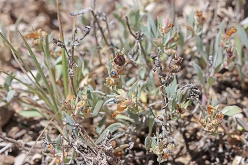 Salmon River Beardtongue — photo by Andrey Zharkikh