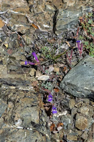 Snow Mountain Beardtongue — photo by Ben Sims