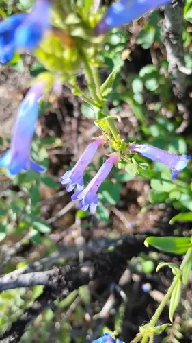 Matroot Penstemon — photo by kamassia