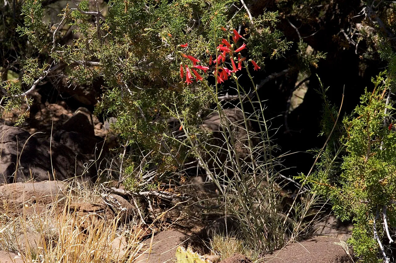 Lanceleaf Beardtongue — photo by Patrick Alexander from Las Cruces, NM