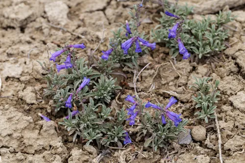 Adobe Hills Beardtongue
