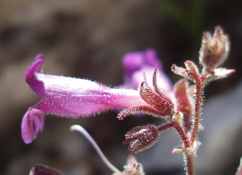 Scheel Creek Beardtongue