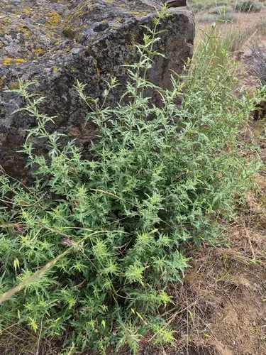 Cutleaf Beardtongue (var. curtiflorus) — photo by Sarah L Larson