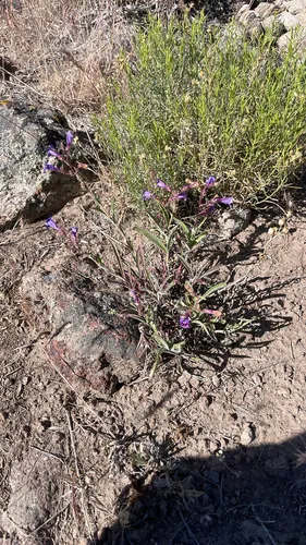 Roezl's Penstemon — photo by margret_harburg
